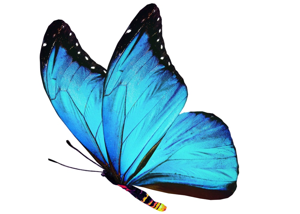 Blue Butterfly Blue Butterfly